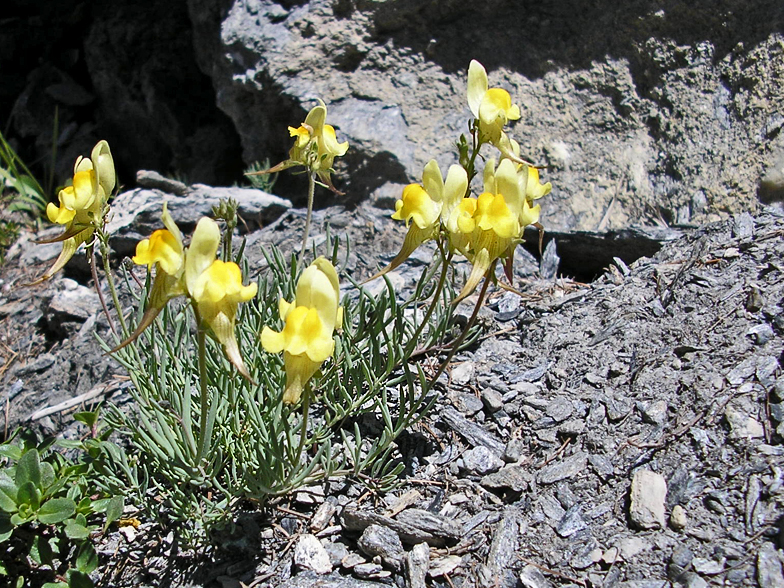 Linaria supina