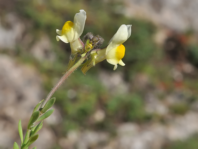 Linaria supina