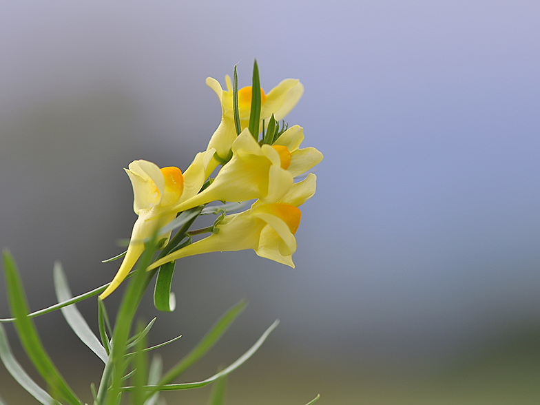 Linaria vulgaris