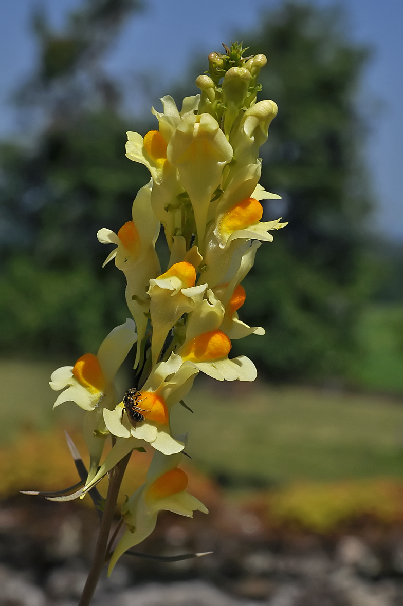 Linaria vulgaris