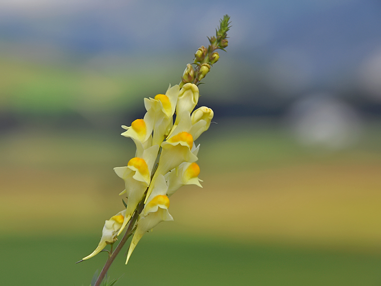 Linaria vulgaris