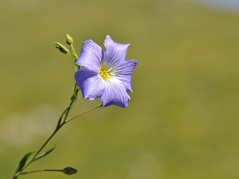 Linum alpinum