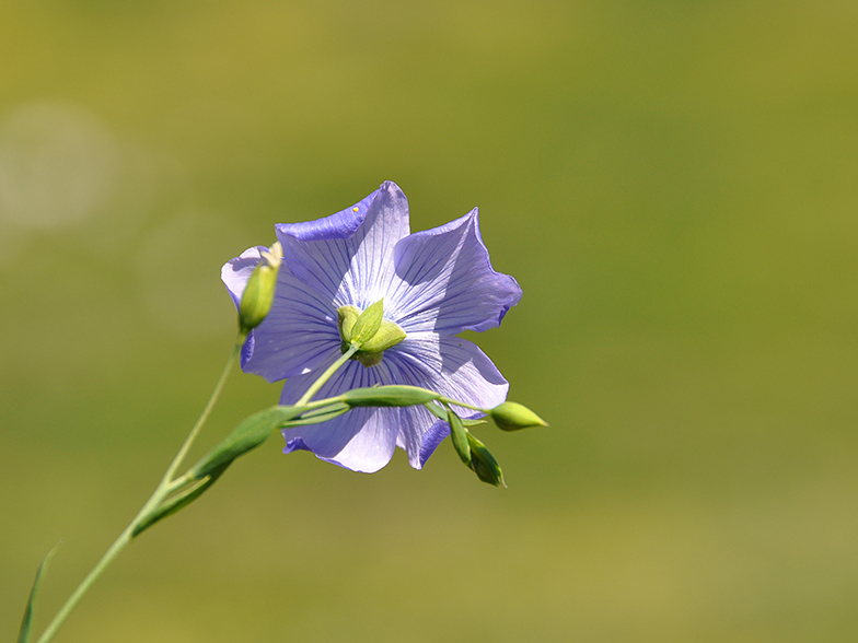 Linum alpinum