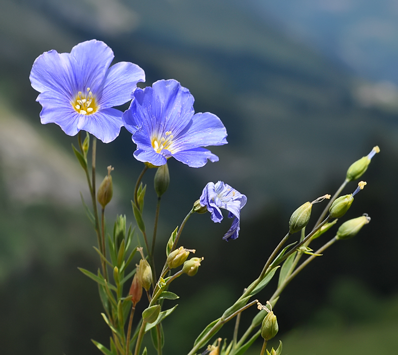 Linum alpinum