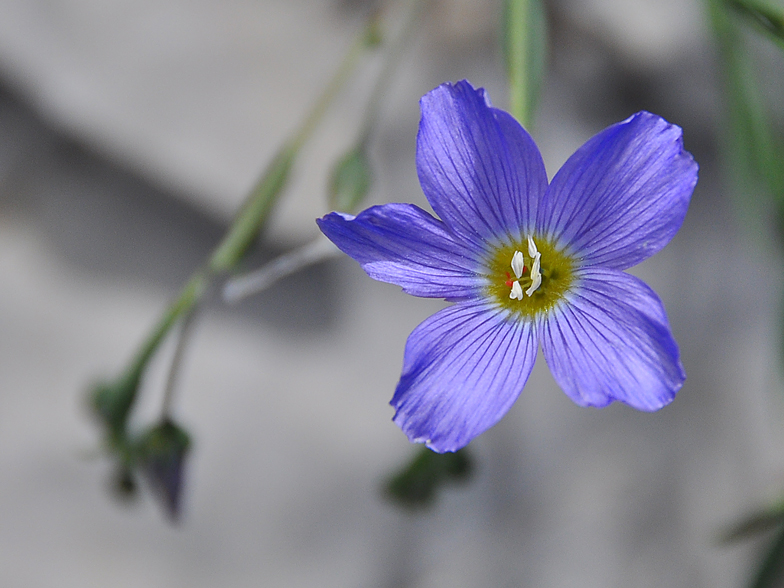 Linum alpinum