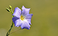 Linum alpinum