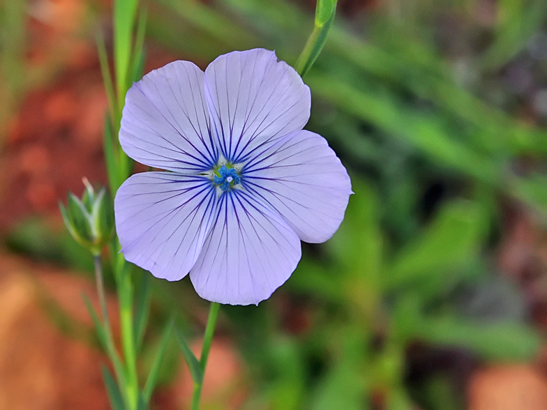 Linum bienne