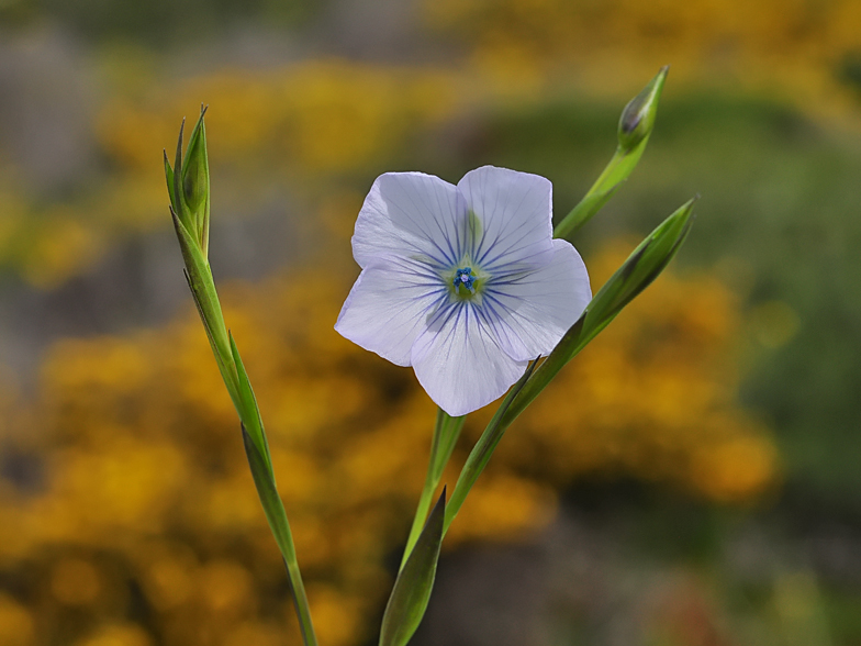 Linum bienne