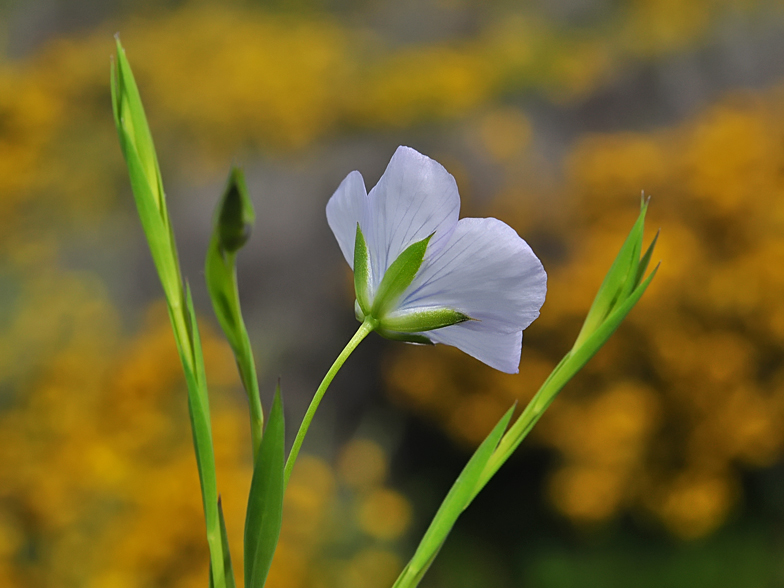 Linum bienne