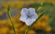 Linum bienne