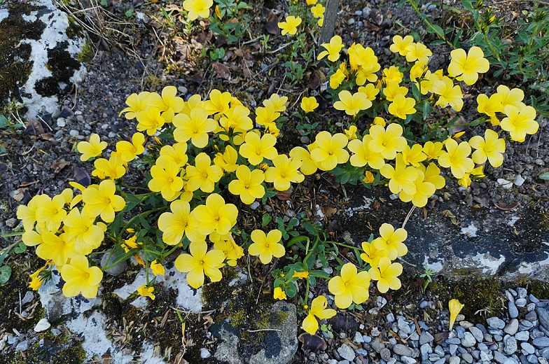 Linum campanulatum