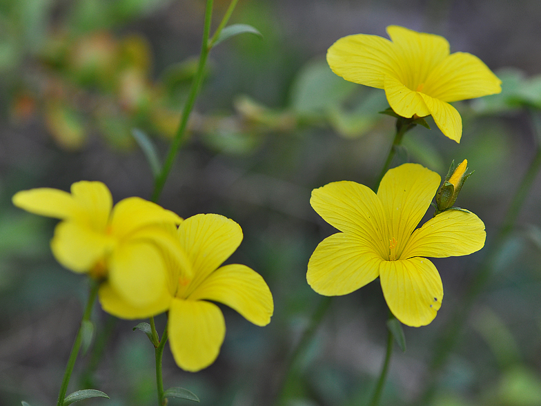 Linum campanulatum