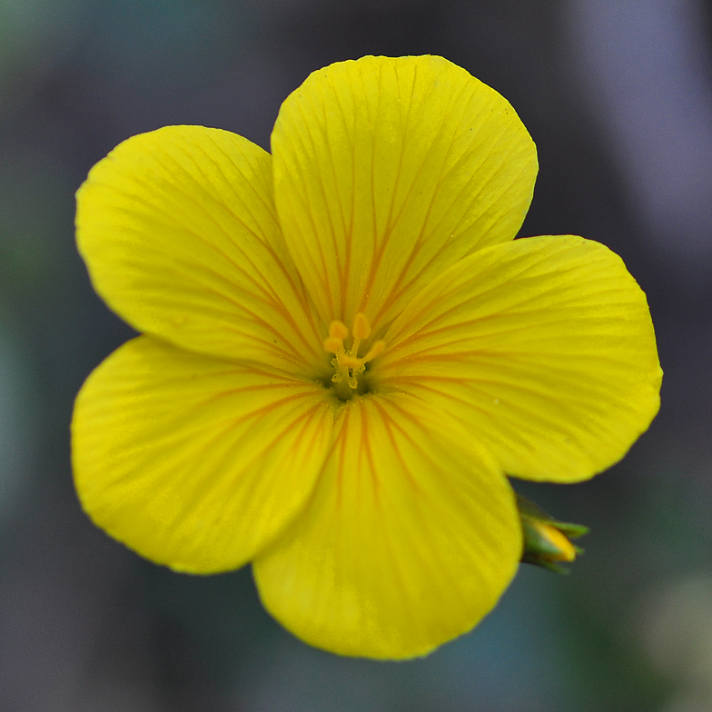 Linum campanulatum