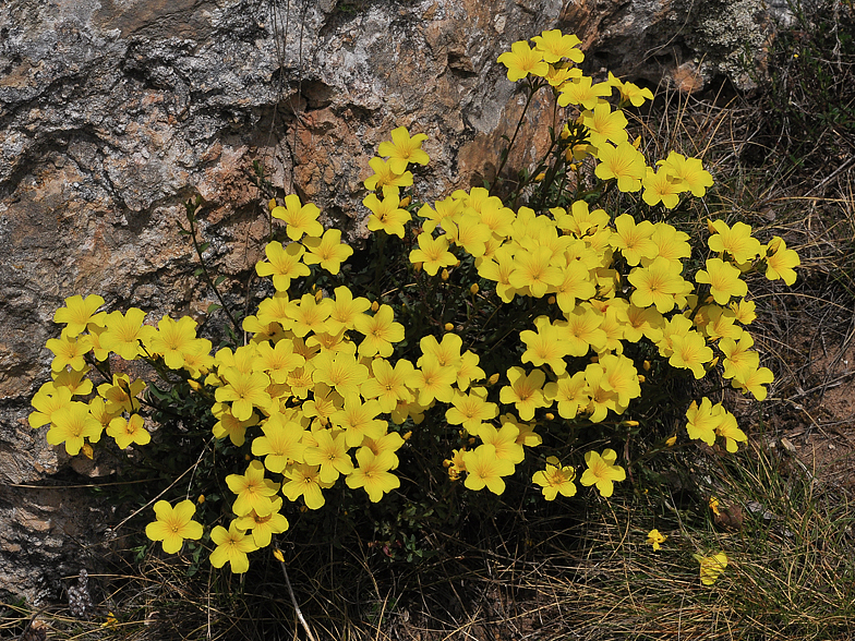 Linum campanulatum