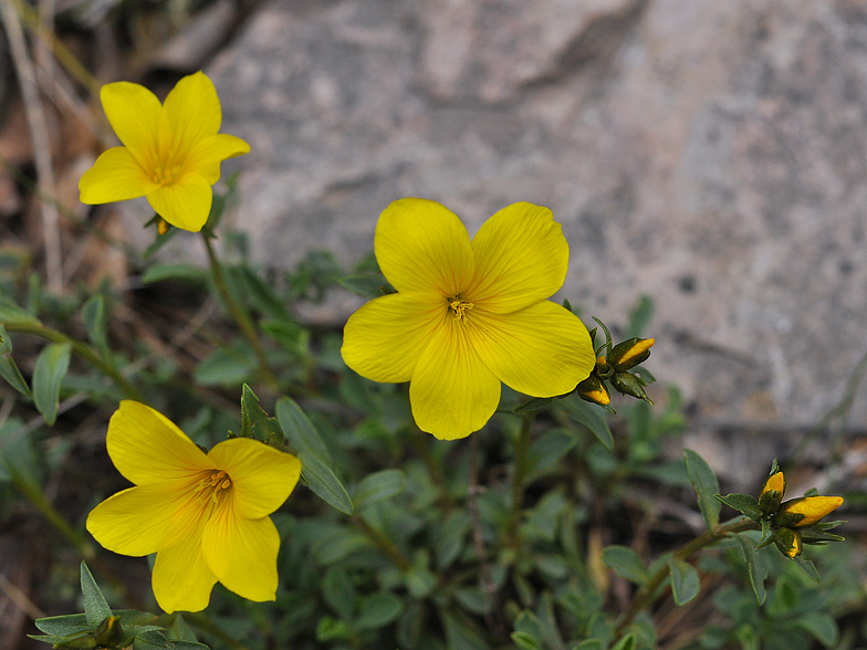 Linum campanulatum