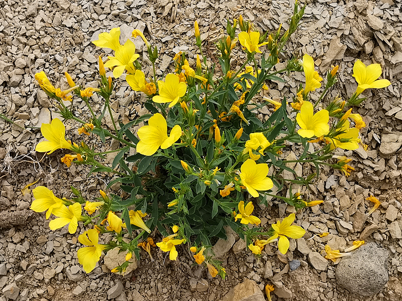 Linum campanulatum