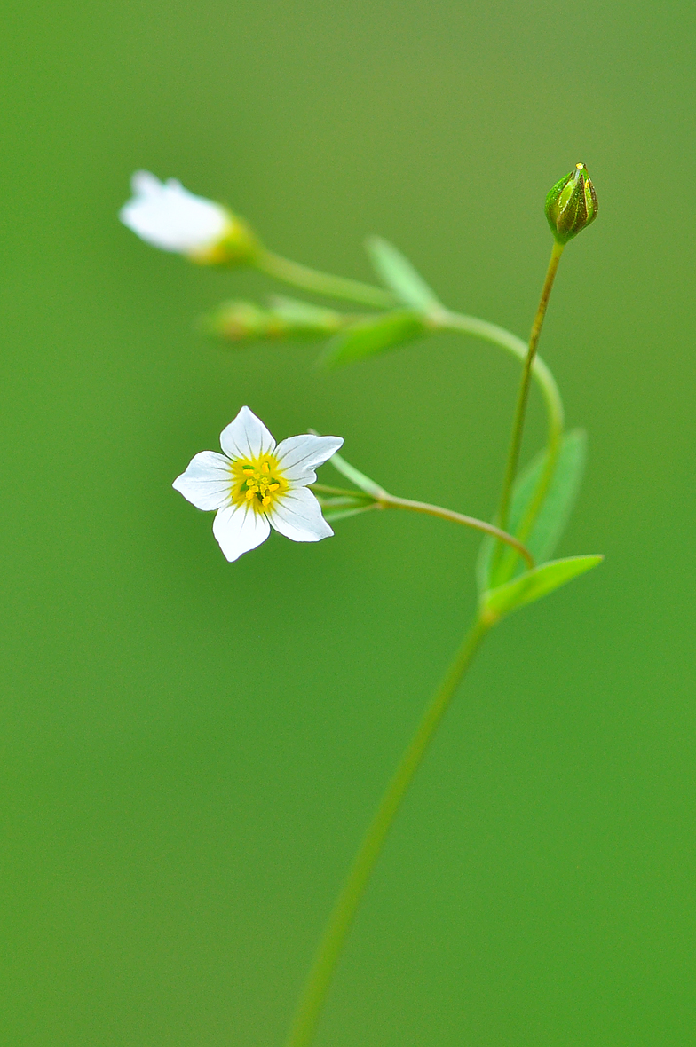 Linum catharticum