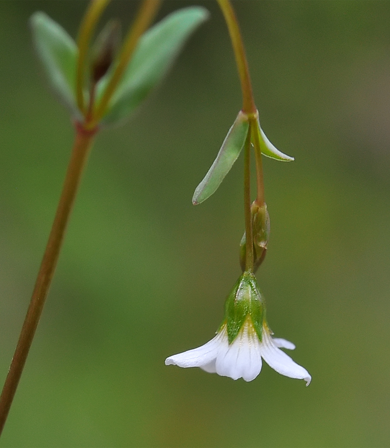 Linum catharticum