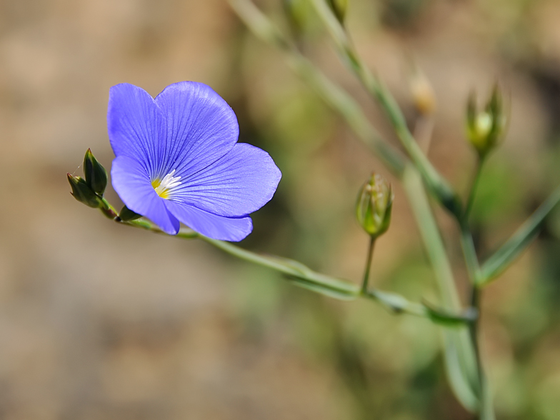 Linum narbonense