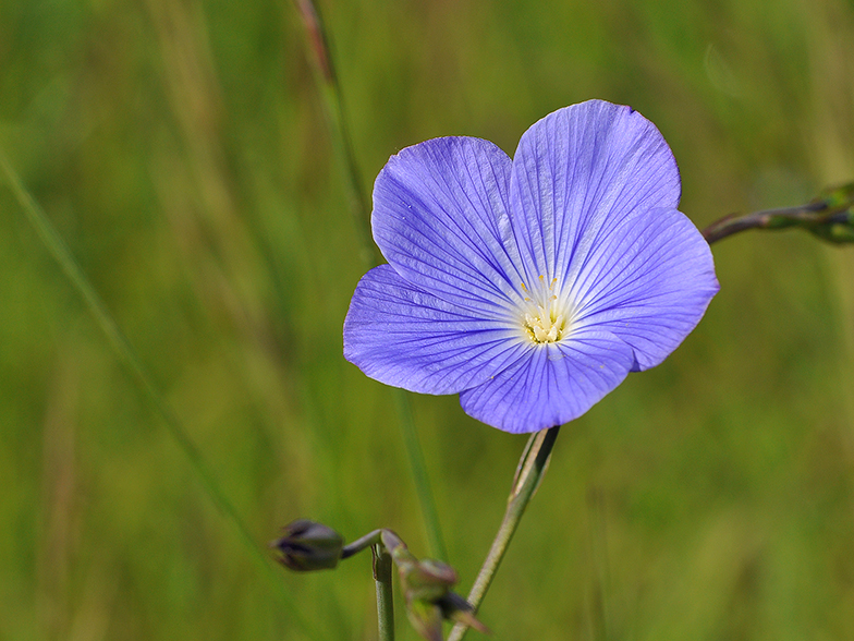 Linum narbonense