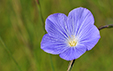 Linum narbonense