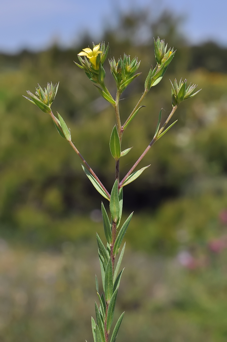 Linum strictum