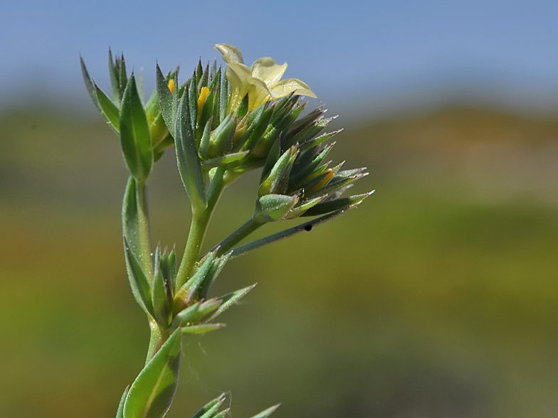 Linum strictum