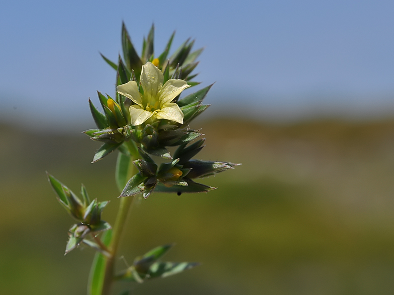 Linum strictum