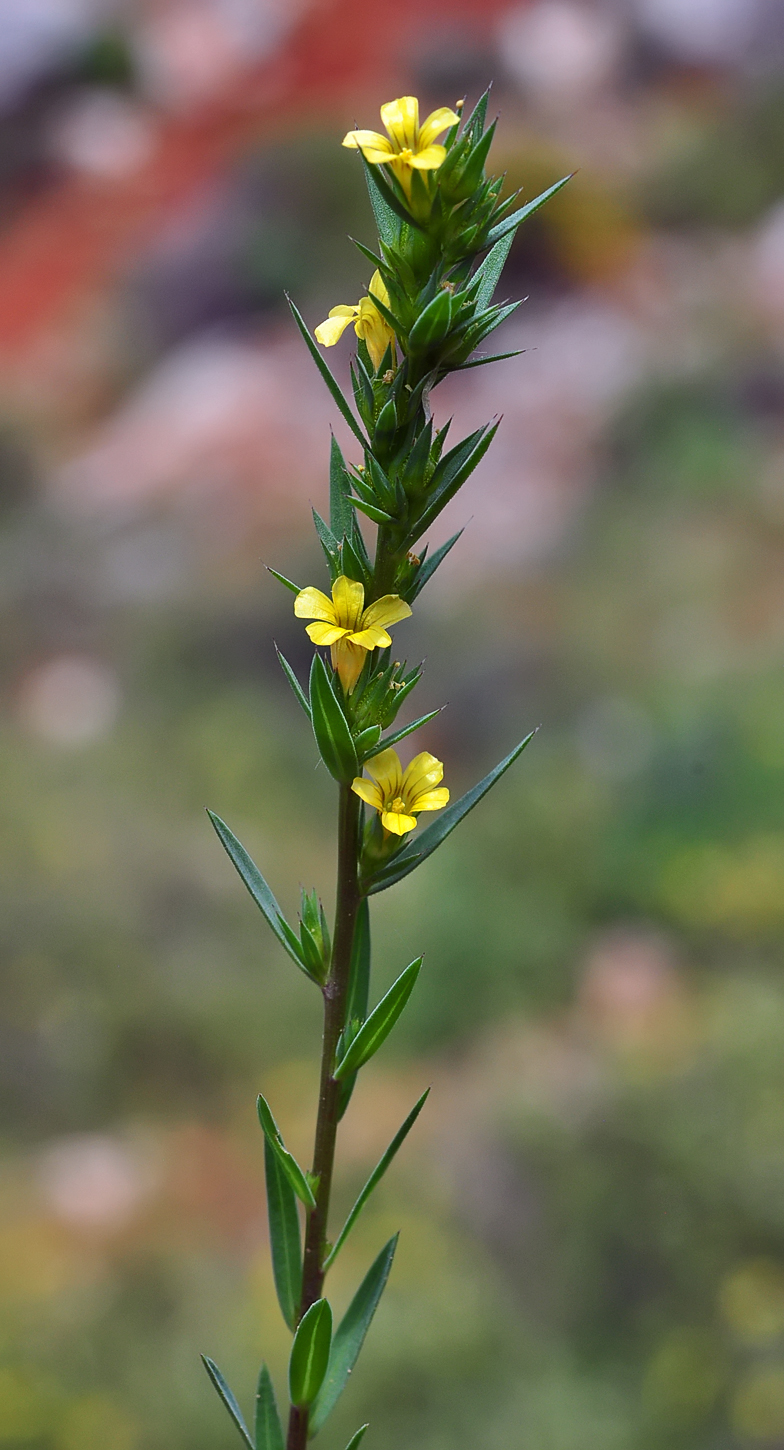 Linum strictum