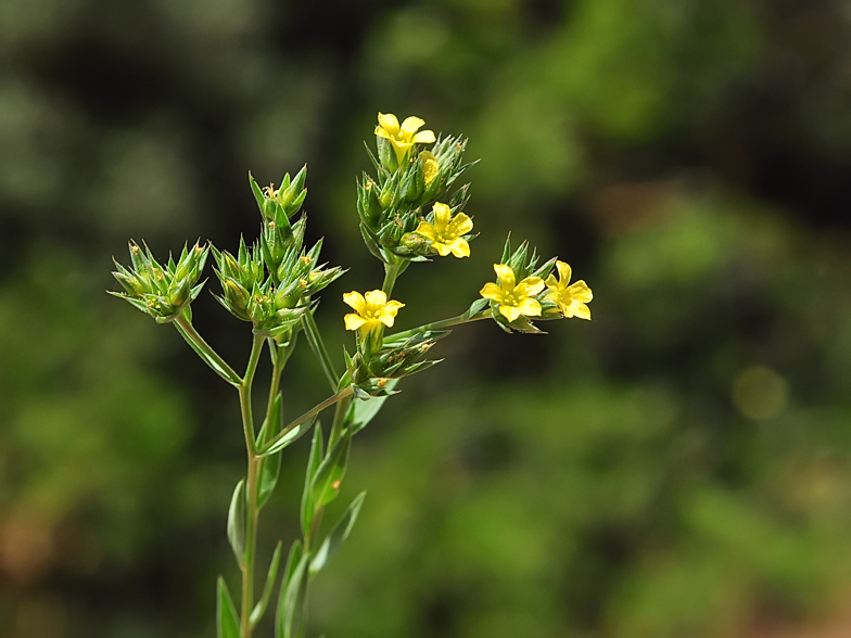 Linum strictum