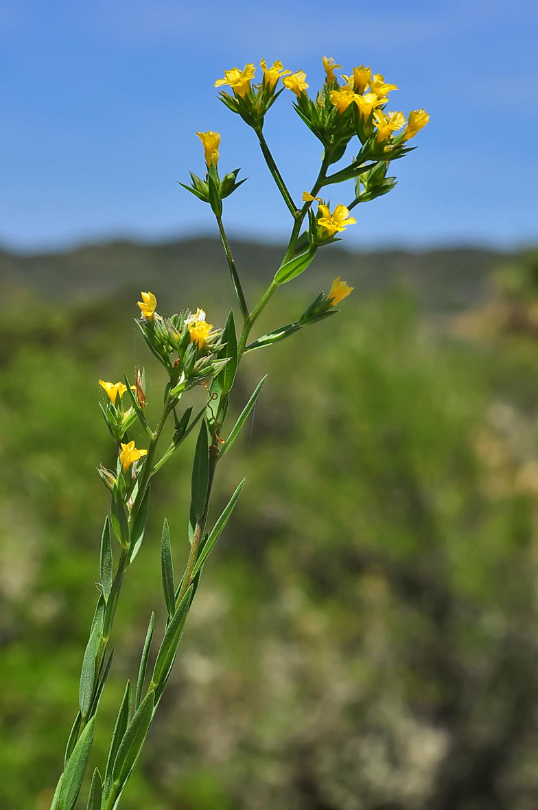 Linum strictum