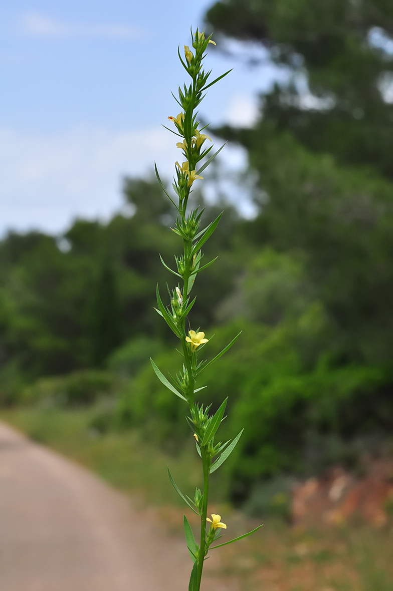 Linum strictum