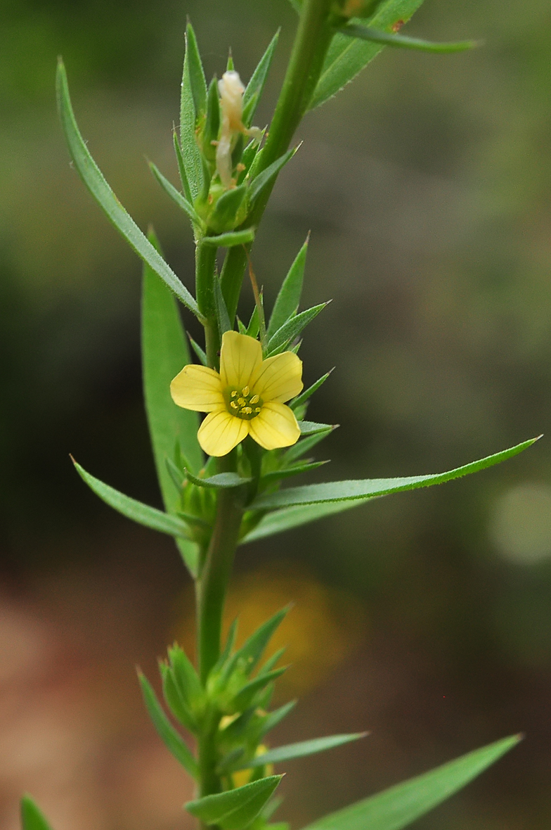 Linum strictum