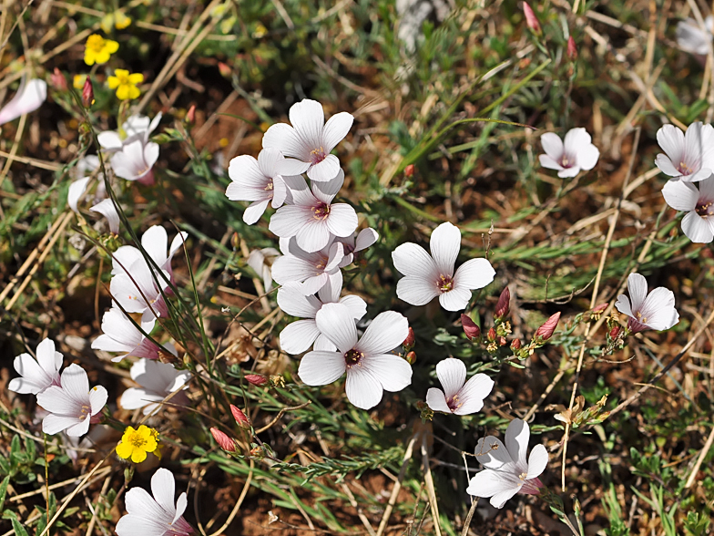 Linum suffruticosum ssp. salsoloides