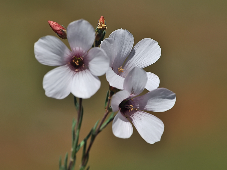 Linum suffruticosum ssp. salsoloides