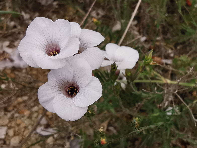 Linum suffruticosum ssp  salsoloides