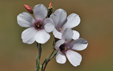 Linum suffruticosum ssp. salsoloides