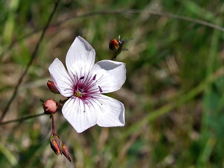 Linum tenuifolium