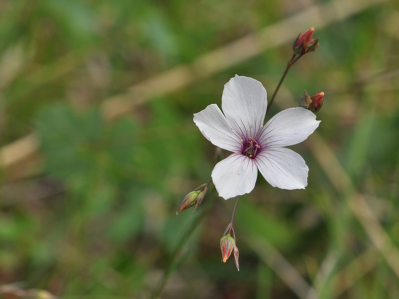 Linum tenuifolium