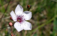 Linum tenuifolium