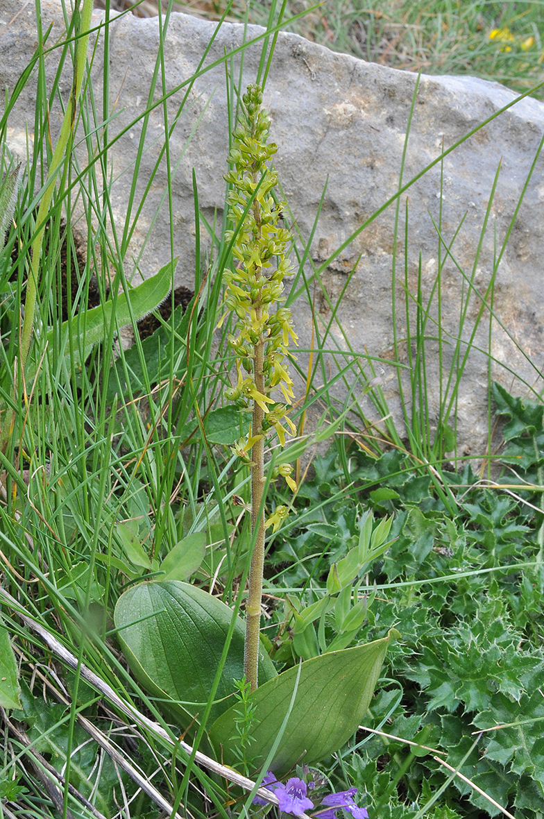 Listera ovata