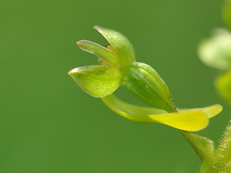 Listera ovata