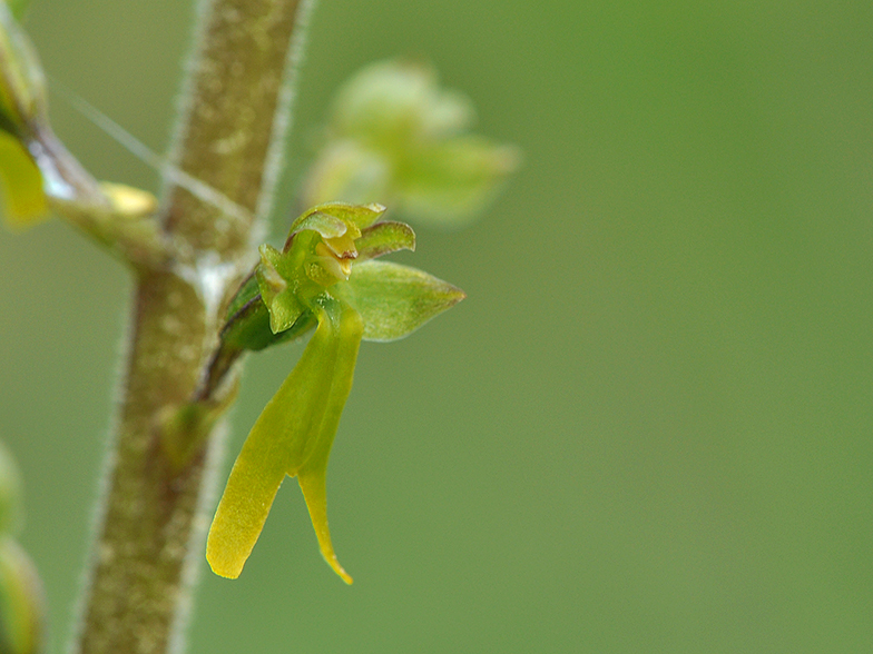 Listera ovata