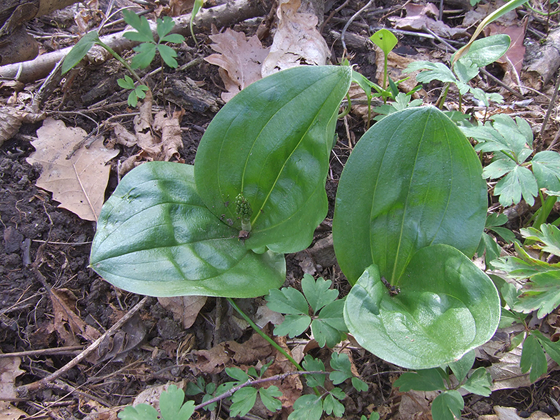 Listera ovata