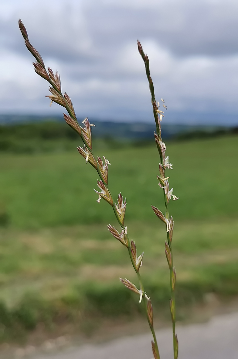 Lolium perenne