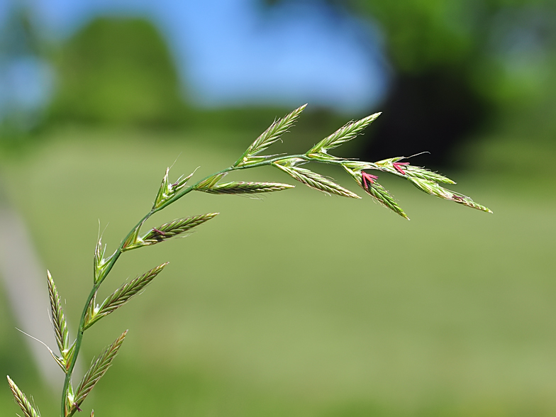 Lolium perenne