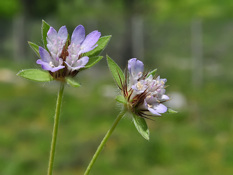 Lomelosia stellata