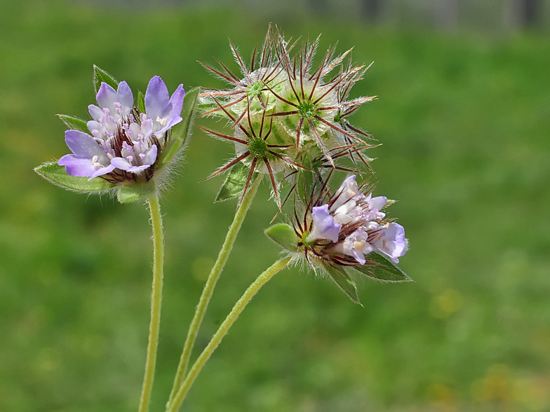 Lomelosia stellata