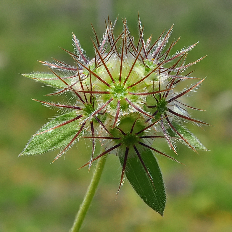 Lomelosia stellata