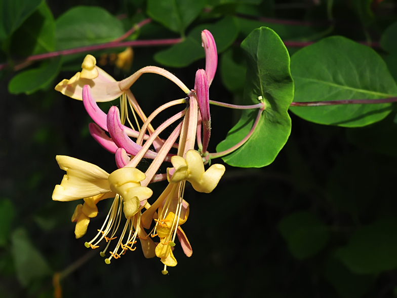 Lonicera etrusca